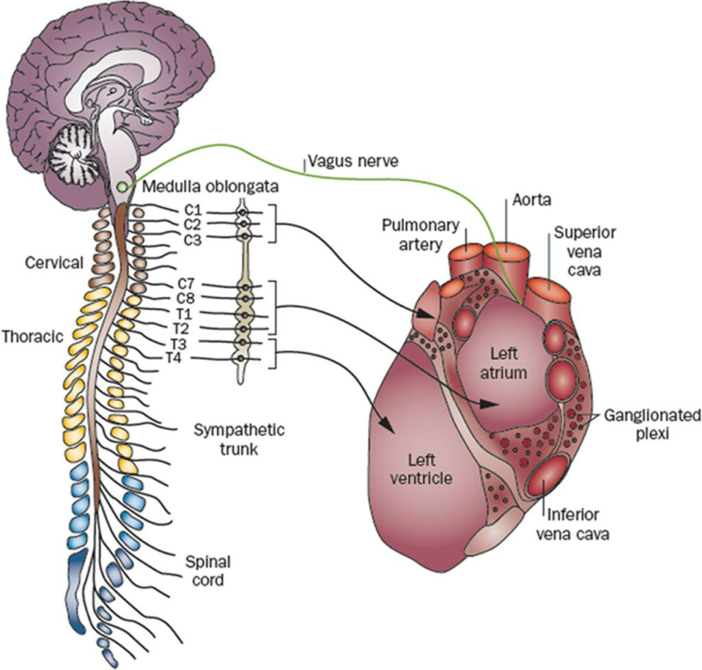 Nervous system diagram - How Chiropractic Care Strengthens the Nervous System