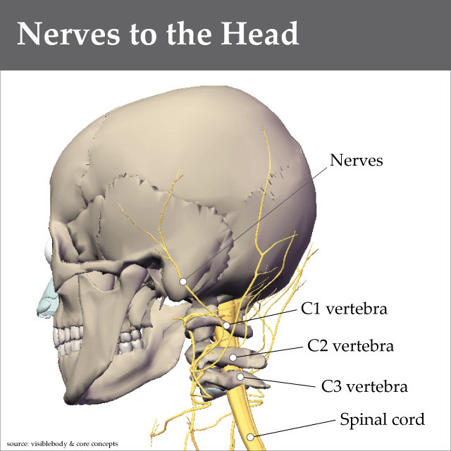 Graphic of nerves to the head